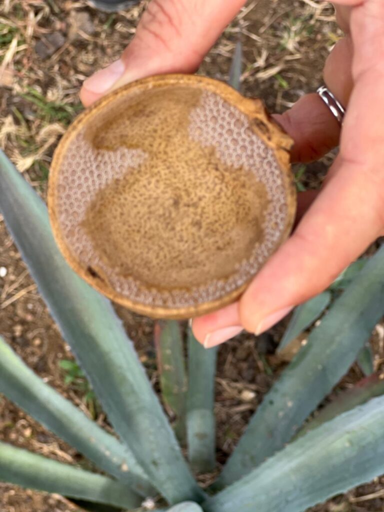 Mezcal Sierpe Negra Agave Style